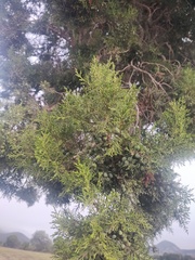 Juniperus deppeana