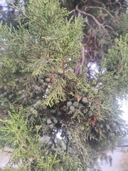 Juniperus deppeana