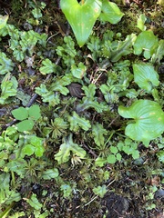 Conocephalum conicum