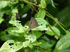 Hermeuptychia canthe