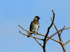 Pycnonotus barbatus dodsoni
