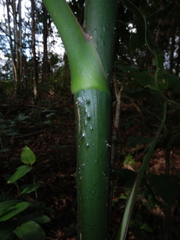 Montrichardia arborescens