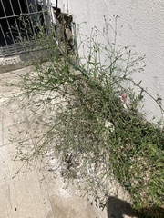 Verbena montevidensis