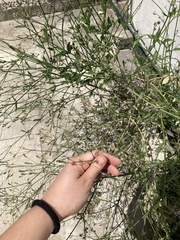 Verbena montevidensis