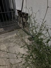 Verbena montevidensis