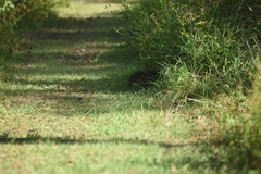 Lagomorpha