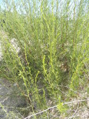 Artemisia arenaria