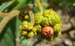 Varronia polycephala
