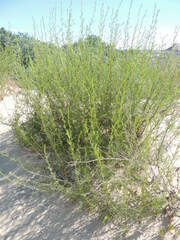 Artemisia arenaria