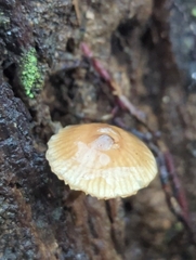 Mycena galericulata