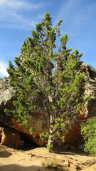 Widdringtonia wallichii