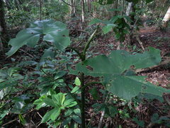 Montrichardia arborescens