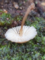 Mycena galericulata