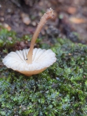 Mycena galericulata