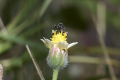 Frieseomelitta paupera