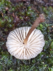 Mycena galericulata