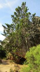 Widdringtonia wallichii