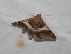 Dysgonia torrida