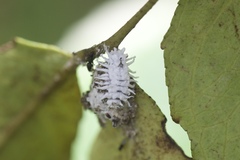 Cryptolaemus