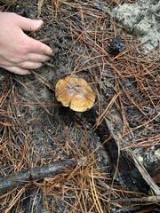 Suillus fuscotomentosus