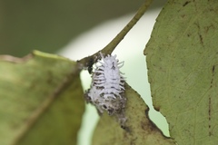 Cryptolaemus