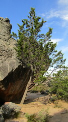 Widdringtonia wallichii