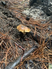 Suillus fuscotomentosus