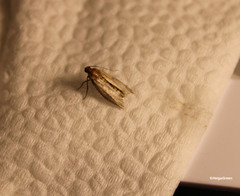 Tineola bisselliella