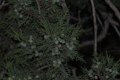 Juniperus deppeana