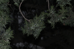 Juniperus deppeana