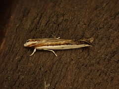 Erechthias chionodira