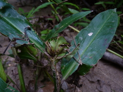 Commelina virginica