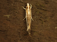 Erechthias chionodira