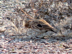 Eremopterix verticalis verticalis
