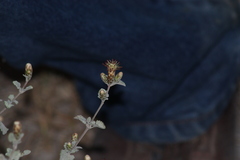 Brickellia veronicifolia