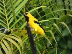 Icterus nigrogularis