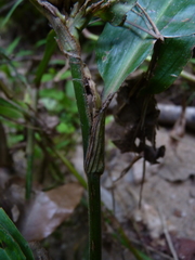 Commelina virginica