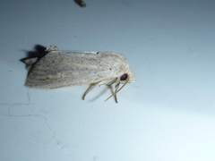 Globia oblonga