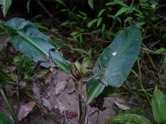 Commelina virginica