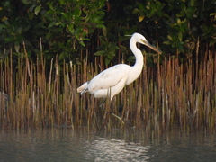 Egretta gularis