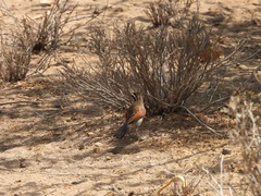 Tchagra australis