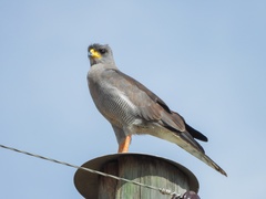 Melierax poliopterus