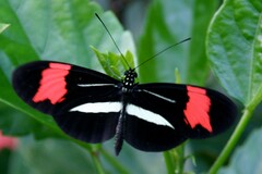 Heliconius erato