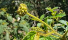 Varronia polycephala