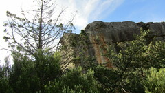 Widdringtonia wallichii