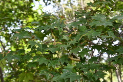 Acer pictum mono