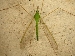 Chlorotipula