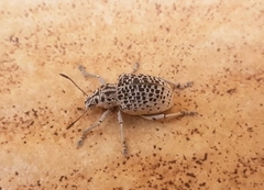 Cydianerus latruncularius