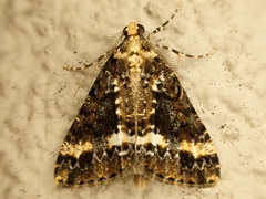 Pseudocoremia leucelaea