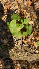 Alliaria petiolata